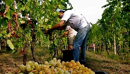 Moscato d'Asti, hanno vinto i vignaioli: concordata una resa di 90 quintali per ettaro