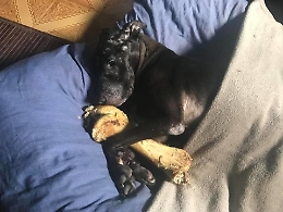 Asti, l'Associazione Casa Francesca accoglie cani e gatti malati e anziani