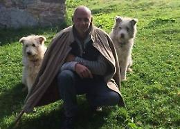 I lupi attaccano e uccidono 9 pecore del gregge usato come "tosaerba" in vigna