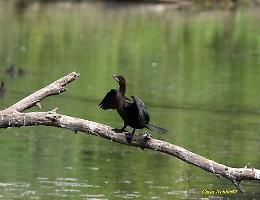 Asti: alla Bula di Belangero, Oasi WWF, fa tappa il rarissimo marangone minore