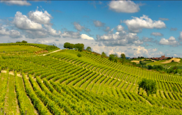 Il Monferrato &egrave; autentico, hic  et nunc: scopriamo le "Botteghe d'Italia", prima tappa a Vignale