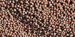 Nocciole, la stagione della raccolta si preannuncia buona: meno danni al raccolto da parte della cimice asiatica