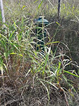 Asti, verde urbano o giungla? Cresce il malcontento sul decoro della citt&agrave;