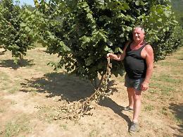 Noccioleto attaccato da cinghiali e caprioli: &laquo;Basta, bisogna trovare una soluzione&raquo;