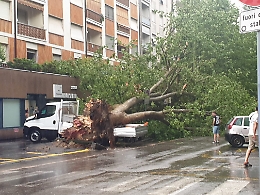 Asti, durante il temporale albero in centro cade su furgone e sei auto parcheggiate