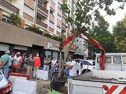Asti, i condomini acquistano un platano per rimpiazzare quello buttato gi&ugrave; dal temporale in via Rosselli