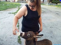 Moransengo e la storia di Sonia che ha salvato l'asinella Acciuga