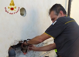 Villanova, spaccati muro e tubazione per recuperare un gattino intrappolato