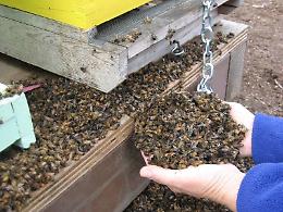 Alveari decimati a causa dei pesticidi: anche da Asti l'appello disperato degli apicoltori
