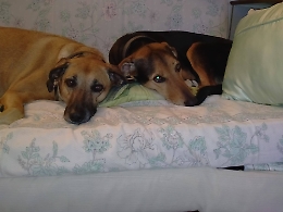 Asti, appello per l'adozione di Betty e Teddy, le cagnoline rimaste sole dopo la scomparsa ad appena 51 anni di Marco