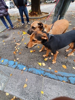 Asti, muore a 50 anni lasciando soli i suoi due amati cagnolini