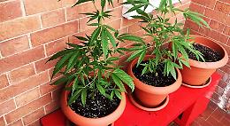 Asti, se non c'&egrave; prova di spaccio, coltivare marijuana per s&egrave; non &egrave; reato