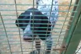 Capriglio, ritrovato vivo Urgo, il cane da tartufi scappato dopo un incidente stradale