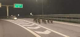 I cinghiali prendono l'autostrada per venire ad Asti