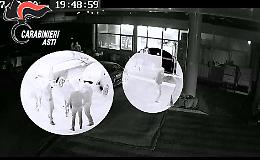 Asti, perch&egrave; Costigliole non affront&ograve; il gruppo di "Barbarossa"?