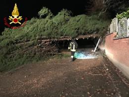 Il vento abbatte due pini che cadono sulla strada a Portacomaro