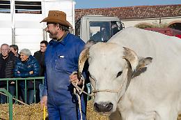 Asti, tornano le Giornate del Gran Bollito Misto: fiera virtuale ma piatti veri