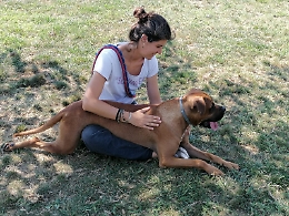 Asti, canili pieni di pit bull abbandonati