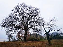 I "patriarchi" verdi a presidio della citt&agrave;