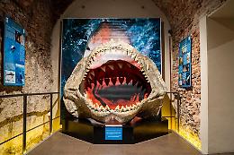 Le giornate delle famiglie al Museo dei Fossili 