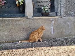 Ennesimo "dispetto" ai danni dei volontari che si prendono cura dei gatti al cimitero
