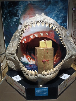 Il nuovo anno con il Museo Paleontologico: gennaio tra fossili, gioco e scoperta