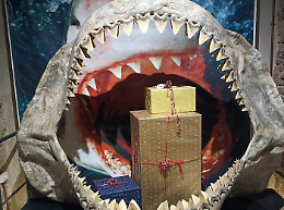 Gennaio al Museo Paleontologico: tombola, minerali e laboratori per aspiranti paleontologi