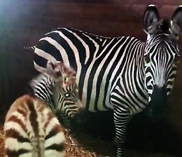 Fra le colline del Monferrato &egrave; nata Linda, cucciola di zebra
