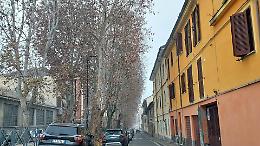 &laquo;In viale Pilone &egrave; necessario abbassare i platani di 7 metri&raquo;