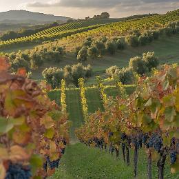 A Mombercelli l'incontro &ldquo;Viticoltura e noccioleto&rdquo;