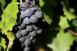 Il Bracchetto d'Acqui riparte con il piede giusto per il 2026