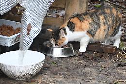 Colonie feline, i volontari che si prendono cura dei gatti vogliono che il Comune convochi un tavolo permanente