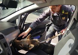 Usati anche i "cash dog" per il sequestro di 2 milioni e mezzo di euro ad una famiglia rom