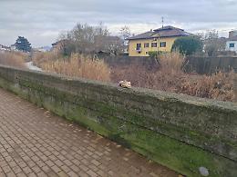 Omicidio di Zoe, si stringe il cerchio su chi l'ha uccisa