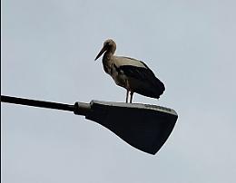 Una cicogna saluta i pendolari verso Asti
