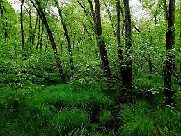 Salvare i boschi del Piemonte: nasce la rete dei boschi custoditi