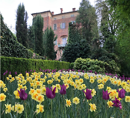 "Narciso Incantato" fiorisce al Castello di Piea: oltre 15.000 bulbose ed eventi in costume 