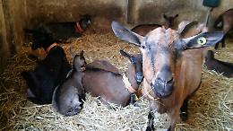 A Pasqua il capretto della Langa Astigiana allevato con latte materno diventa protagonista 