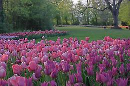 Messer Tulipano al Castello di Pralormo