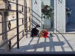 Colonia felina nel mirino, l'opposizione consiliare presenta un'interpellanza urgente dopo nuovi atti vandalici