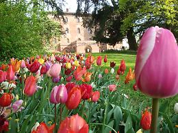 Messer Tulipano 2026: a Pralormo sbocciano oltre 130mila bulbi
