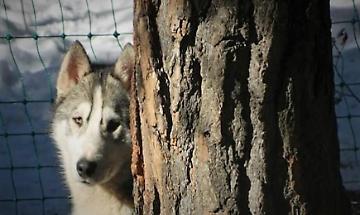 Animali e comunit&agrave;: una risorsa che cura