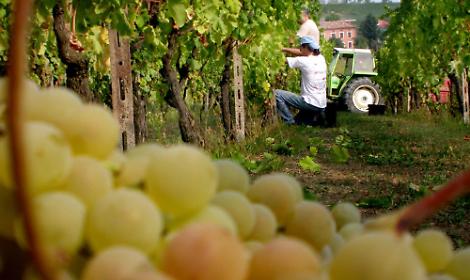 Moscato Asti docg, sbloccati cinque quintali/ettaro