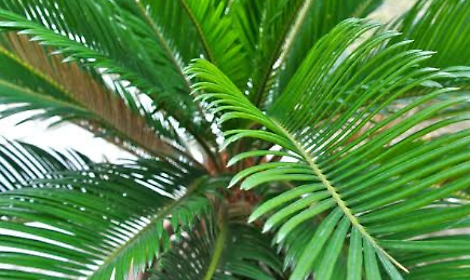Cycas, un fossile vivente da mettere in veranda