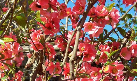 I fiori del cotogno ornamentale, annuncio di primavera