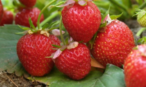 Quando le fragole erano usate<br/>al posto della crema di bellezza