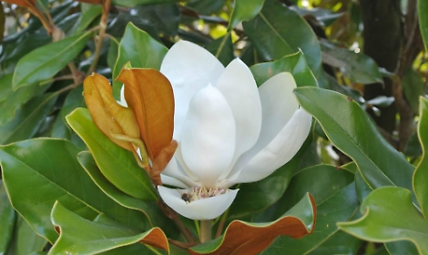 La magnolia, star dei giardini Liberty