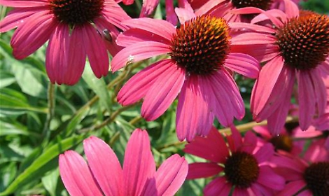 Echinacea, indispensabile<br/>nei giardini che imitano la natura