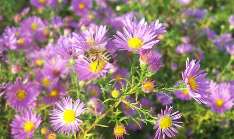 Aster, un fiore per allontanare gli spiriti maligni