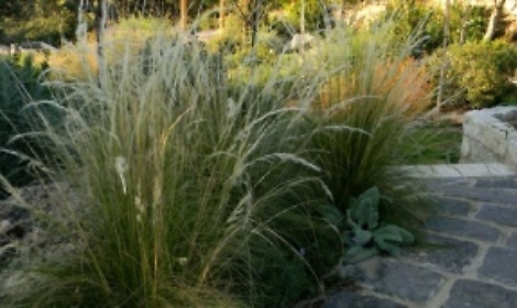Stipa per una moderna prateria di citt&agrave;